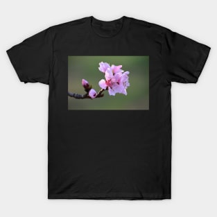 Spring Tree blooms T-Shirt